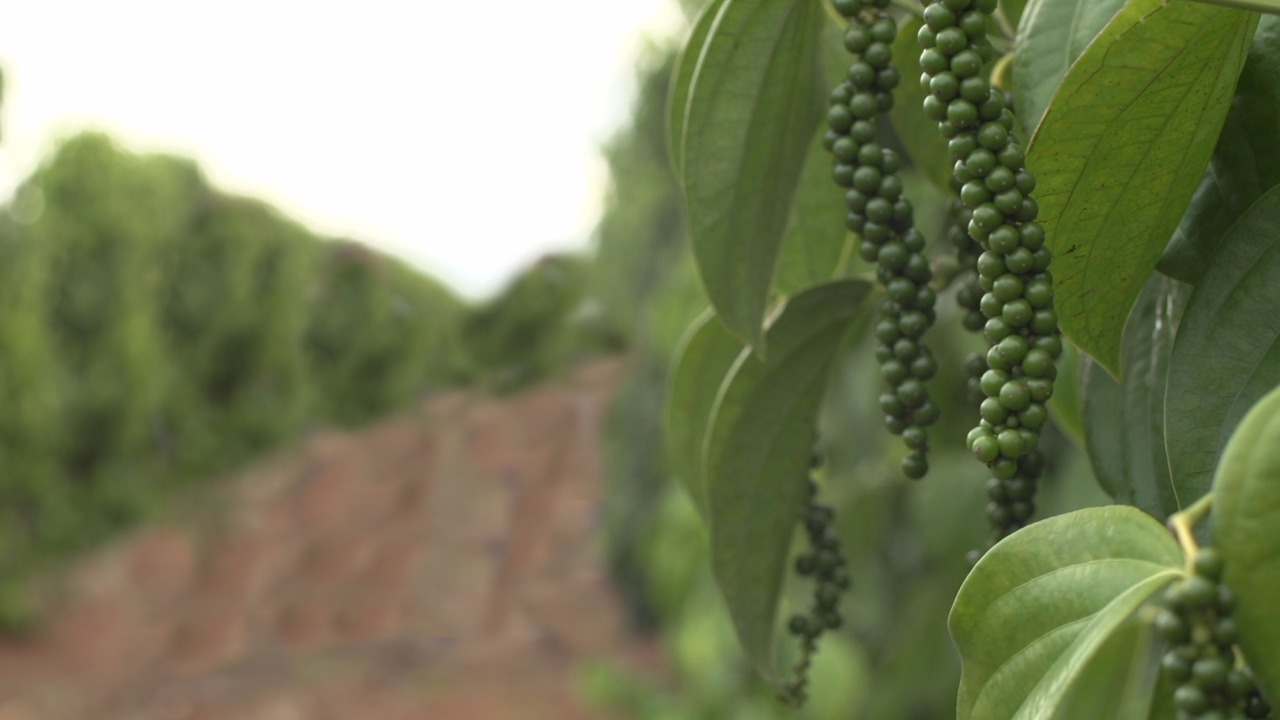 Técnica promove economia e melhora qualidade no cultivo de pimenta