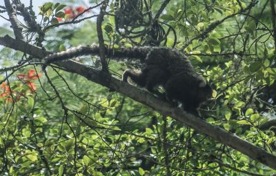 macaco 0 400x255 - Descoberta de vírus da zika em macaco sugere ciclo silvestre da doença