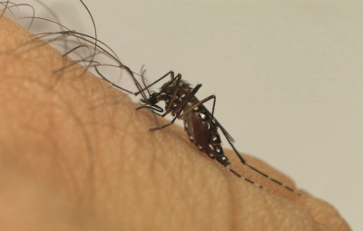aedes aegypti 400x255 - Mais de 500 cidades têm risco de surto de doenças causadas pelo Aedes