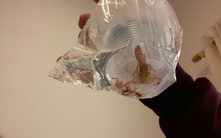 Vital Brazil alerta para aparecimento de animais peçonhentos no verão