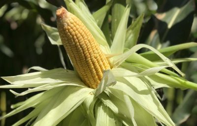 milho 400x255 - Milho Imperador: a primeira variedade para produção orgânica do Espírito Santo