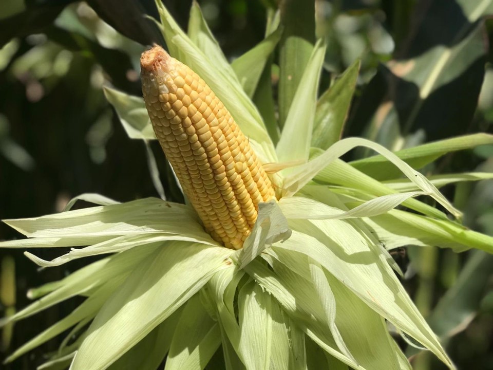 Milho Imperador: a primeira variedade para produção orgânica do Espírito Santo