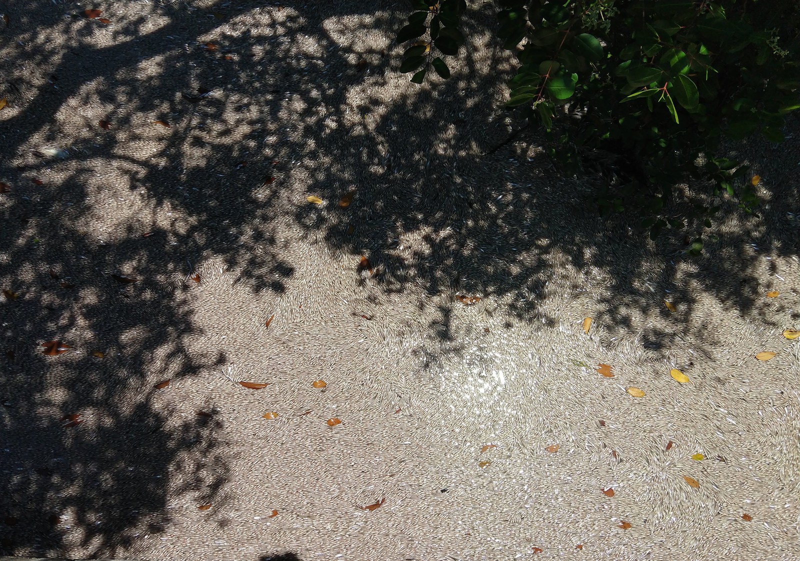 Treze toneladas de peixes mortos são retirados da Lagoa Rodrigo de Freitas