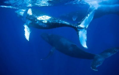 baleia jubarte 2   divulgacao   projeto baleia jubarte 400x255 - Livro Vermelho da Fauna 2018 registra 1.173 espécies sob risco