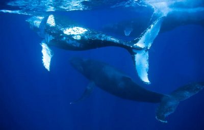 baleia jubarte 2   divulgacao   projeto baleia jubarte 400x255 - Livro Vermelho da Fauna 2018 registra 1.173 espécies sob risco