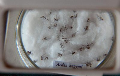 dengue 400x255 - Distrito Federal tem sete mortes por dengue neste ano