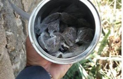 pm 2 400x255 - PM REALIZA APREENSÃO DE DROGAS E RECUPERA PRODUTO DE ROUBO NO SUL DO ES