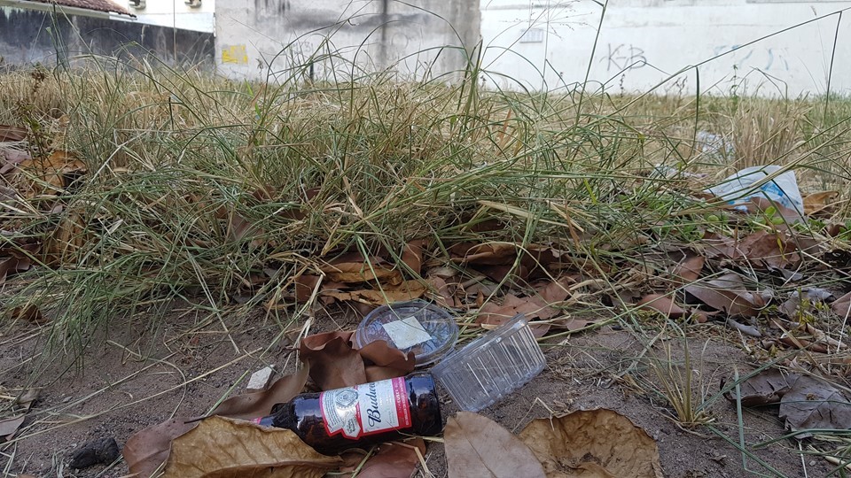 Cuidados simples evitam a proliferação do Aedes aegypti