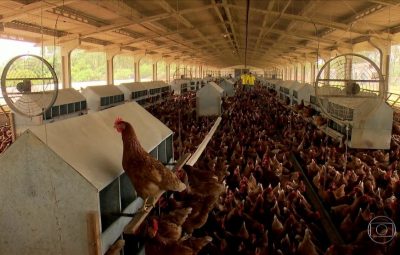 Granjas que criam galinhas livres ganham mercado no país 400x255 - Granjas que criam galinhas livres ganham mercado no país