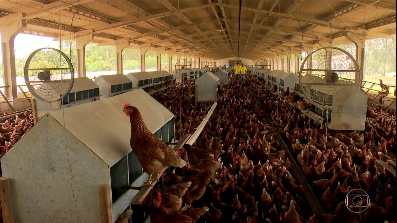 Granjas que criam galinhas livres ganham mercado no país