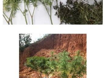 POLÍCIA MILITAR APREENDE DROGAS EM ICONHA E ANCHIETA 348x255 - POLÍCIA MILITAR APREENDE DROGAS EM ICONHA E ANCHIETA