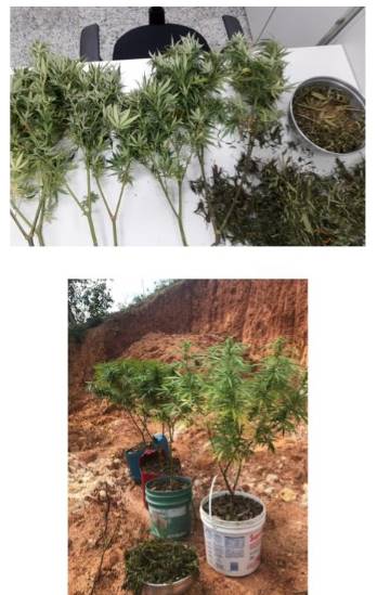 POLÍCIA MILITAR APREENDE DROGAS EM ICONHA E ANCHIETA