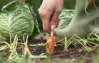 agricultura familiar 400x255 - Iconha: Prefeitura convoca agricultores para seleção do programa CDA