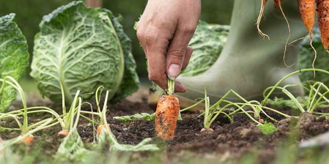 Iconha: Prefeitura convoca agricultores para seleção do programa CDA