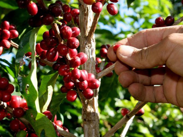 Valor das exportações de café de Uganda aumenta 83% em janeiro no ano