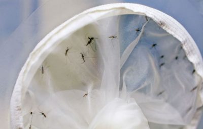 chikungunya 400x255 - Casos de chikungunya aumentam 15% no estado do Rio até meados de março