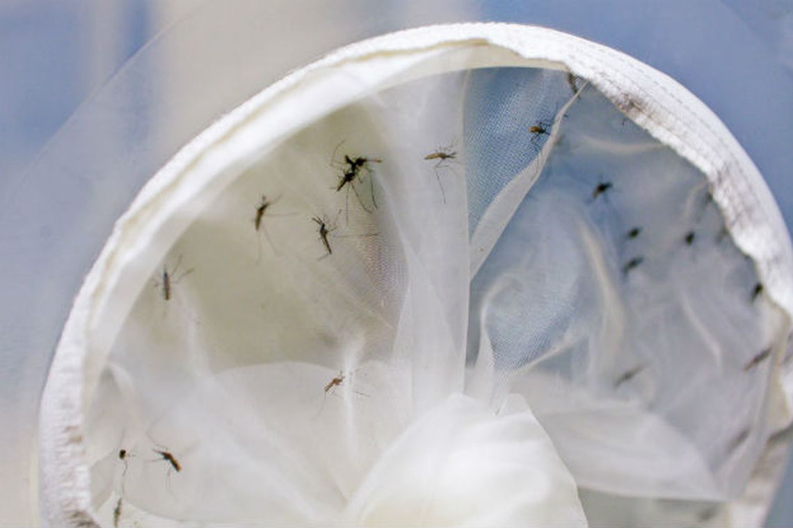 Casos de chikungunya aumentam 15% no estado do Rio até meados de março