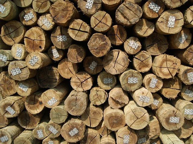 Últimos dias para renovação de registro florestal