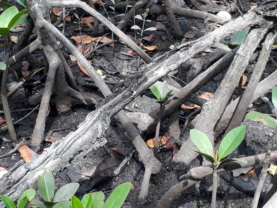 Manguezal de Guarapari volta a ter caranguejo-uçá depois de 30 anos
