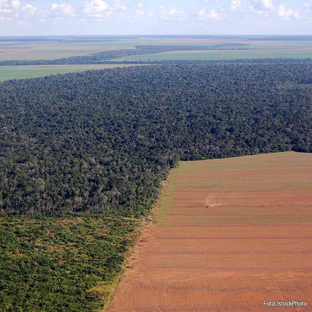 Brasil foi país que mais perdeu florestas tropicais nativas em 2018