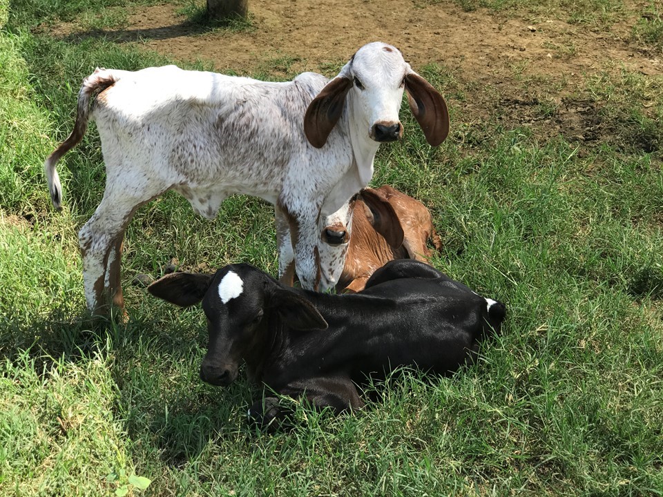 Febre aftosa: campanha de vacinação começa nesta quarta-feira
