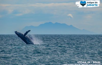 baleia 400x255 - Grupos promovem qualificação para atender os observadores de baleia no Espírito Santo