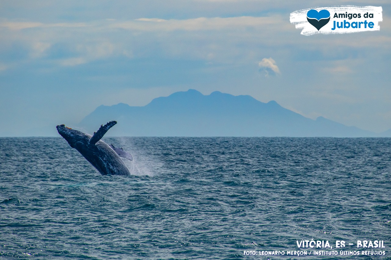 Grupos promovem qualificação para atender os observadores de baleia no Espírito Santo