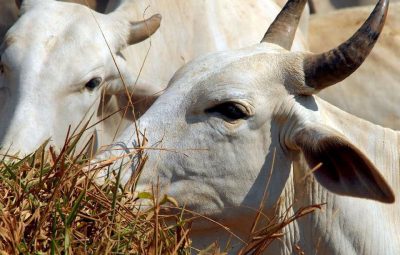 gado 400x255 - Ministério suspende exportação de carne bovina para a China