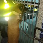 RELEASE 083.A 150x150 - 10ª CIA IND APRESENTA RESULTADOS POSITIVOS DA 46ª FESTA DA BANANA E DO LEITE