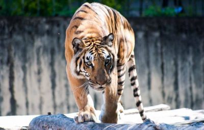 tigre 400x255 - População de tigres na Índia cresce mais de 30% em quatro anos
