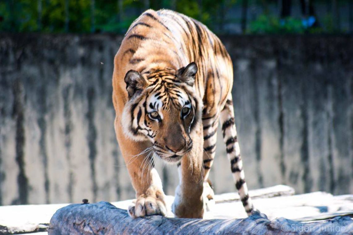 População de tigres na Índia cresce mais de 30% em quatro anos