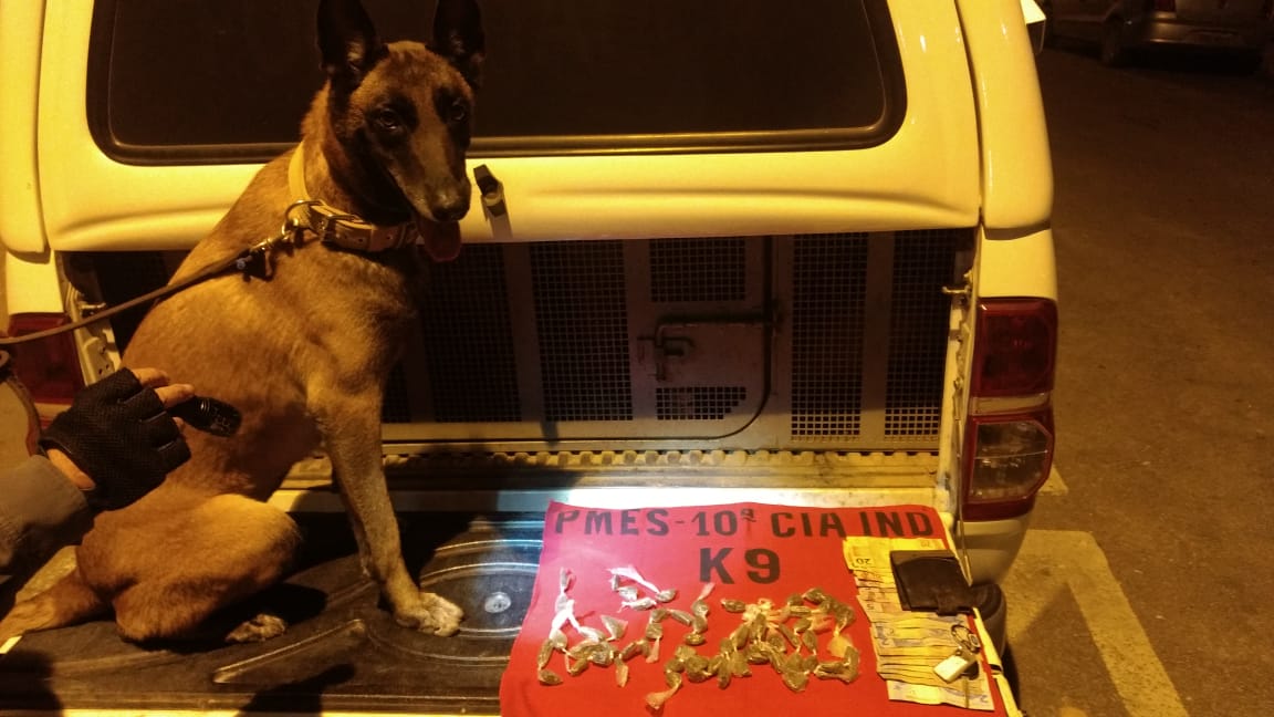 EQUIPE K-9 DA 10ª CIA IND APREENDE DROGAS EM PIÚMA