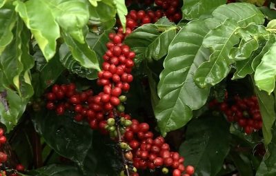 cafe 400x255 - Pandemia mudou consumo de café, dizem especialistas do setor
