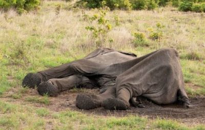 elefante morto 1 400x255 - Ao menos 55 elefantes morrem de fome em meio à seca no Zimbábue