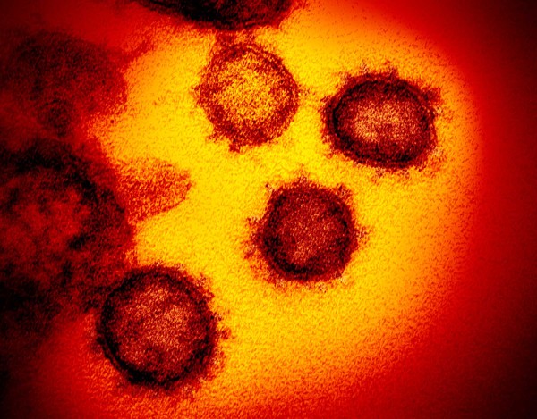 Coronavírus: veja perguntas e respostas
