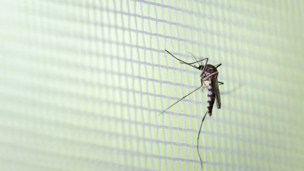 ES tem cinco mortes por dengue nos primeiros três meses de 2020