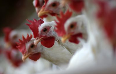 Avicultura de postura 400x255 - CORONAVÍRUS : Corrida às prateleiras aquece demanda por ovos