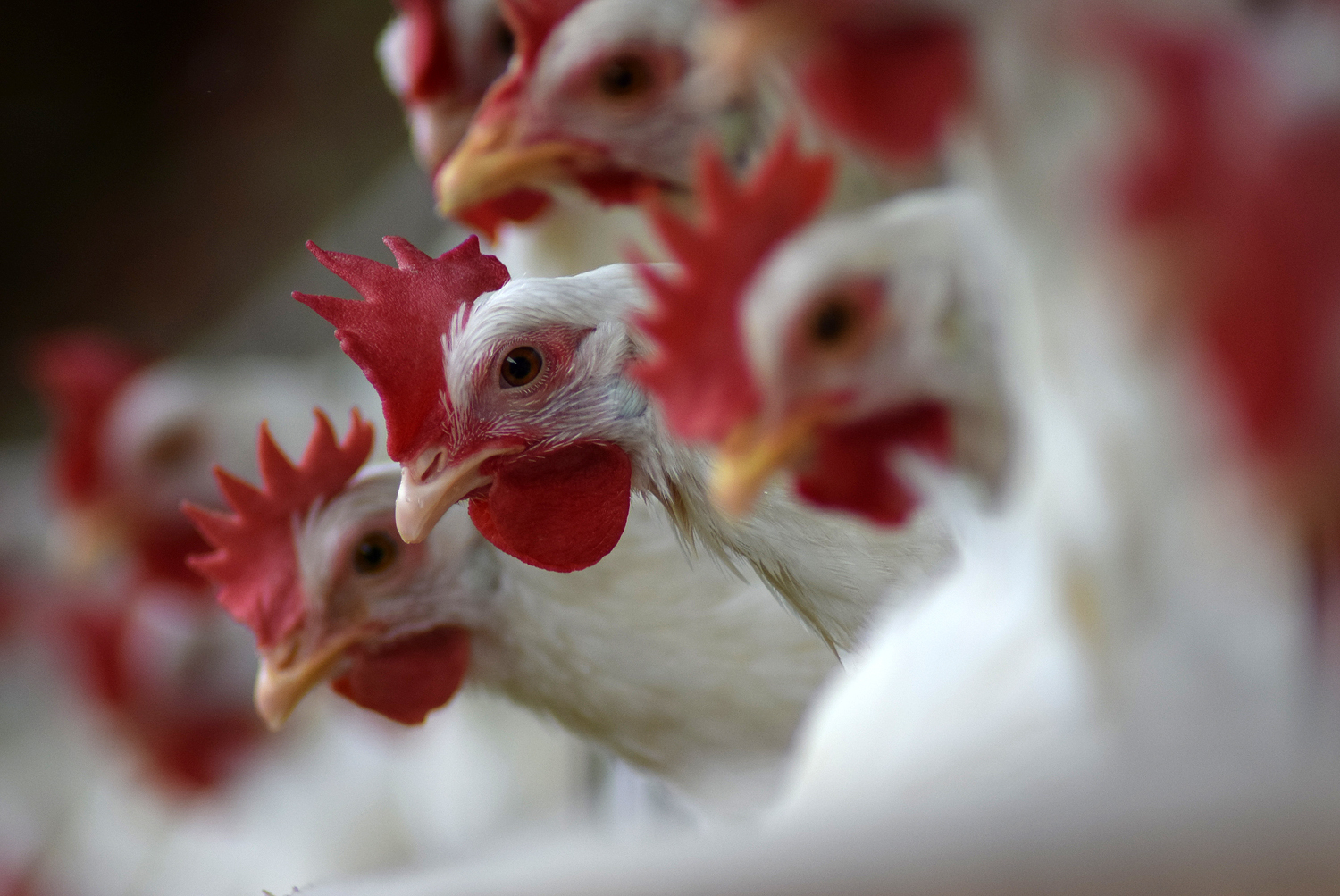 CORONAVÍRUS : Corrida às prateleiras aquece demanda por ovos