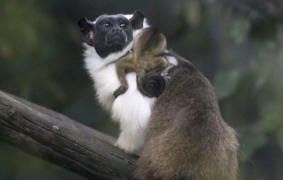 Primata ameaçado de extinção nasce no Zoológico de Brasília 400x255 - Primata ameaçado de extinção nasce no Zoológico de Brasília