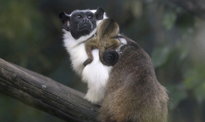 Primata ameaçado de extinção nasce no Zoológico de Brasília