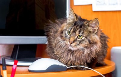 um gato macio sério no escritório perto do computador e mou 132964686 400x255 - Adoções de animais e medicação por conta própria aumentam durante isolamento social. Saiba o que motiva e os alertas em relação a esses comportamentos.