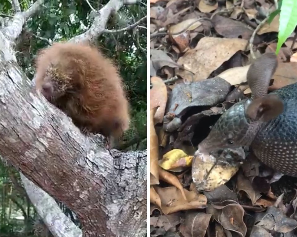 Parque Paulo Cezar Vinha recebe ouriço e tatu reabilitados