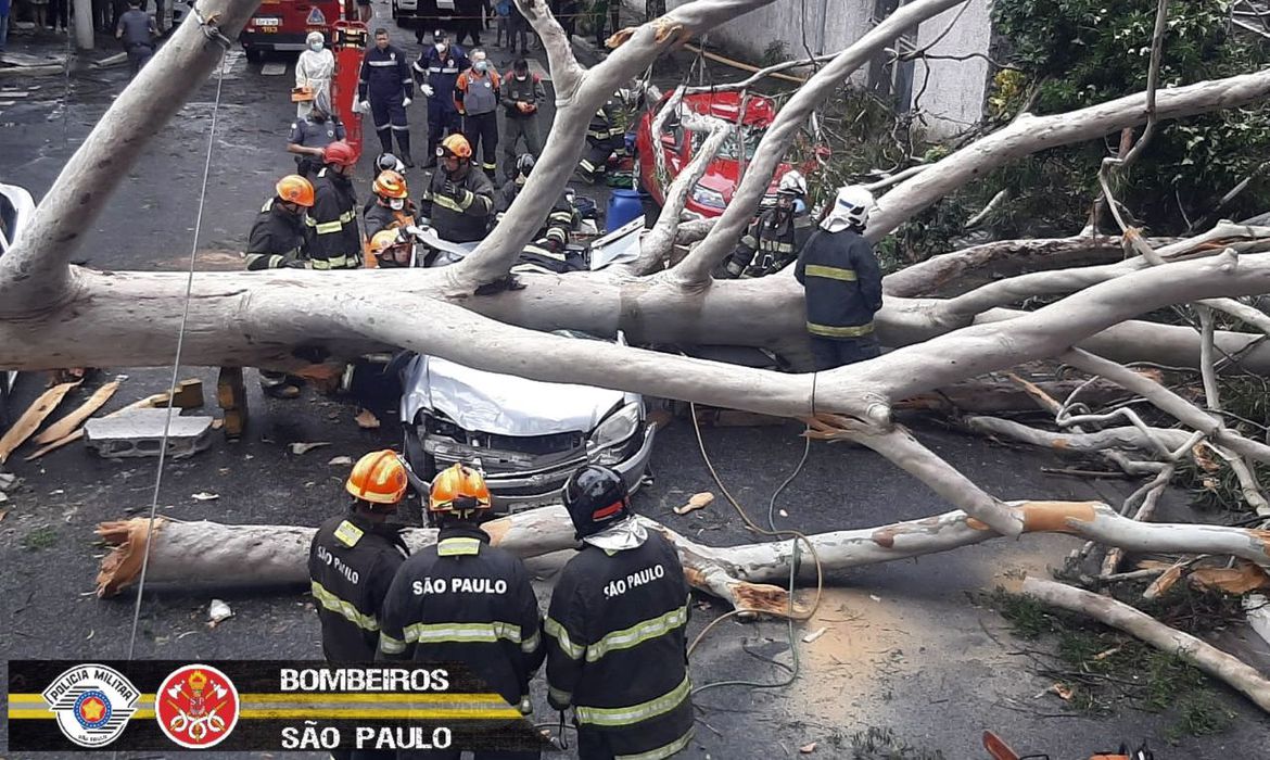 Queda de árvore mata mulher atingida dentro de carro em São Paulo