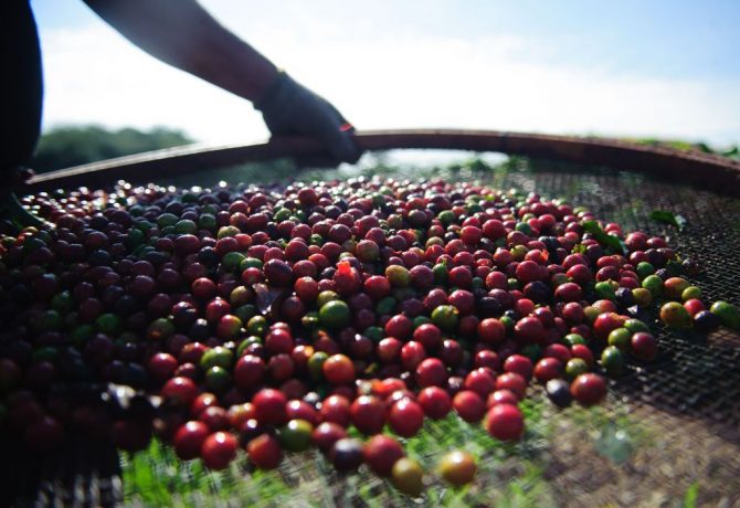 cafe 670x460 - Café 2025: Um ano de extrema volatilidade, recordes históricos e diversos desafios