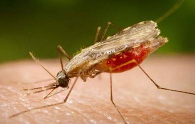 mosquito 400x255 - Malária: casos no Brasil estão em queda, afirma infectologista