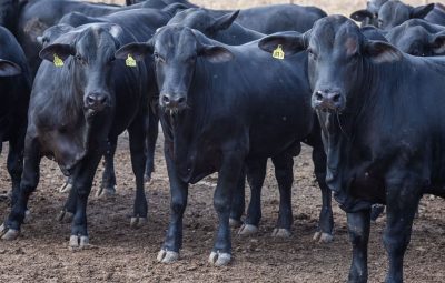 gado 400x255 - Abate de bovinos cai 10,3% no primeiro trimestre do ano