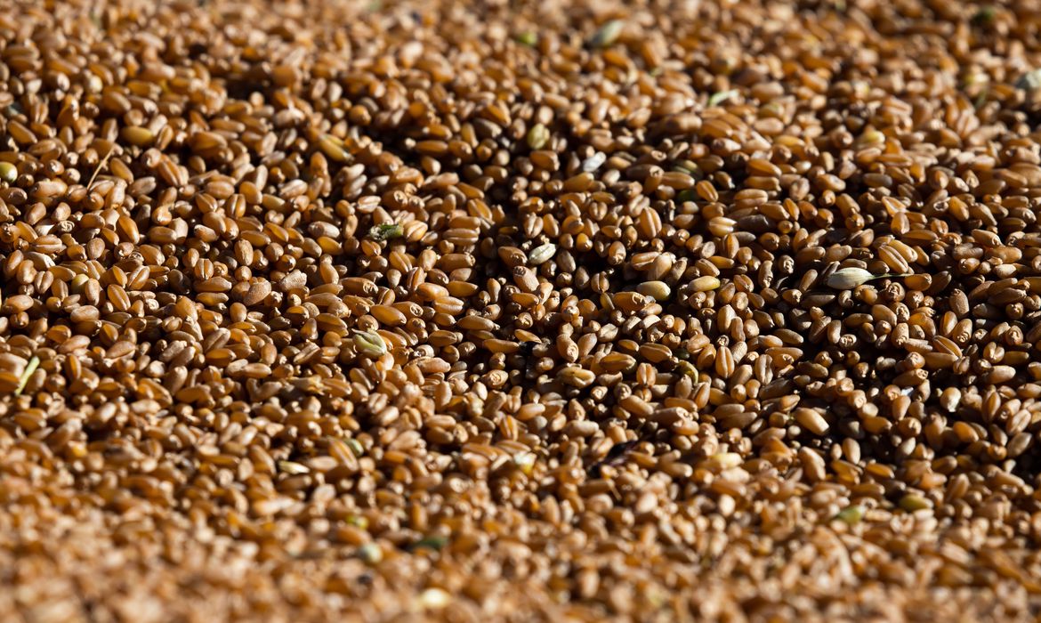 Produção de grãos cresce 5,7% e chega a 271,7 milhões de toneladas