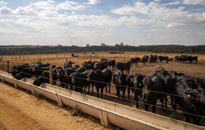 bovinos 400x255 - Abate de bovinos no primeiro trimestre tem menor nível desde 2009
