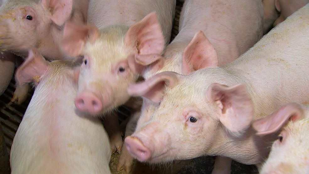 Ministério promove ação para evitar entrada da peste suína no país