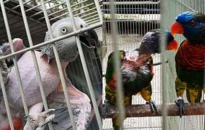 animais 400x255 - PF apreende animais silvestres que sofriam maus-tratos no Rio